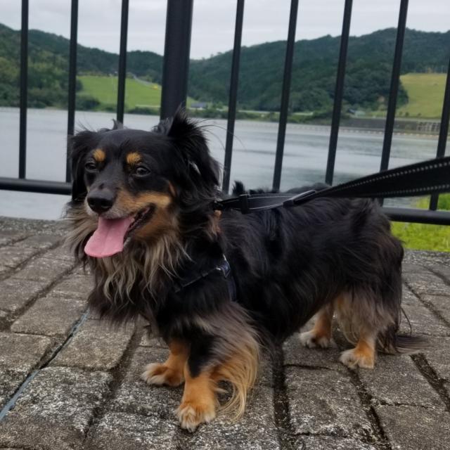 迷子犬の写真3