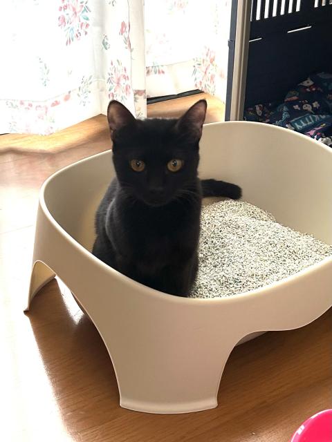 保護猫No.0397の写真