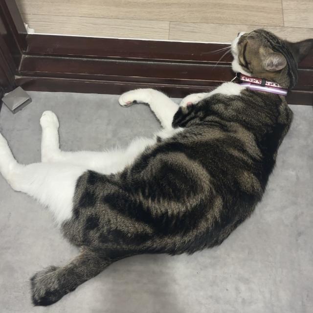 迷子猫No.1922の写真