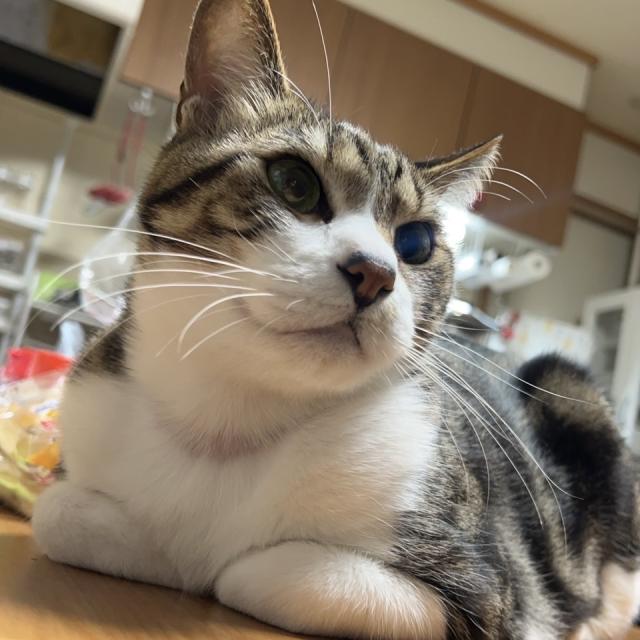 迷子猫の写真2