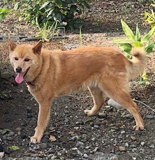 迷子犬No.1840の写真