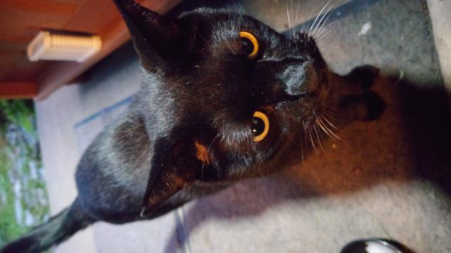 迷子猫No.1992の写真