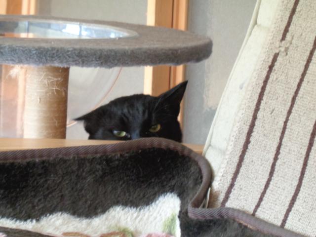 個人間譲渡猫No.0183の写真