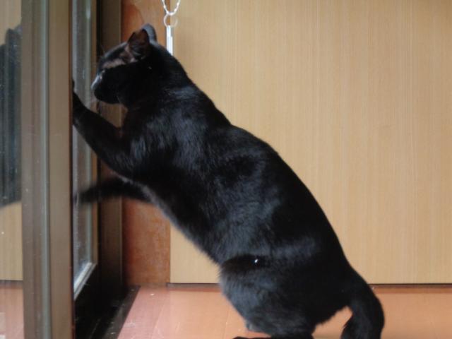 個人間譲渡猫の写真2