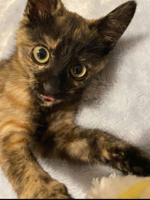 保護猫No.0357の写真