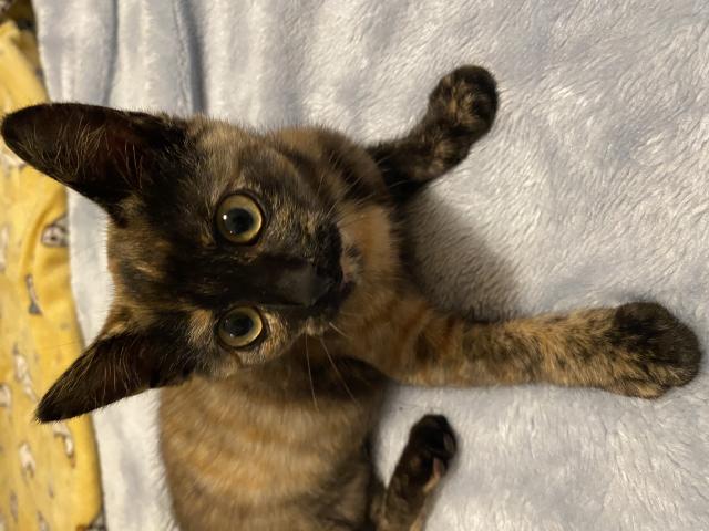 保護猫の写真2