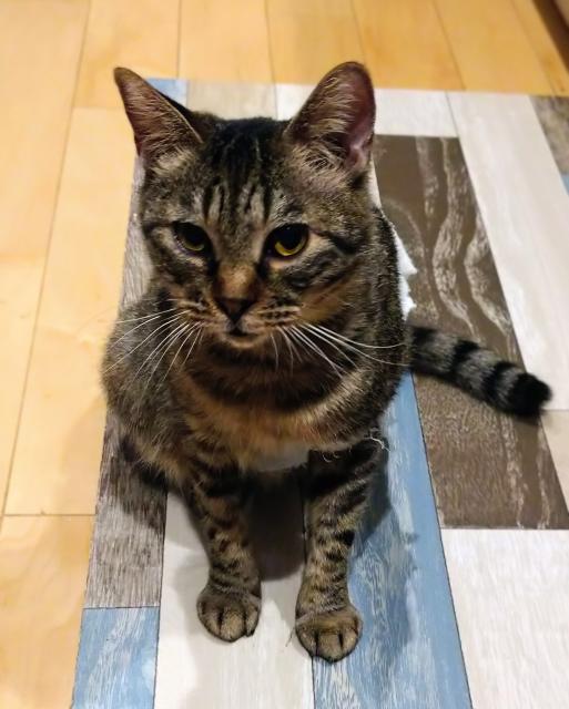 迷子猫No.2096の写真