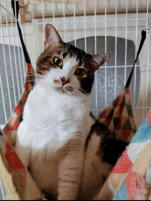 迷子猫の写真1