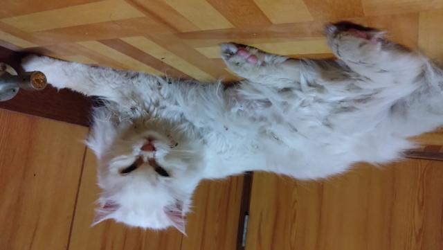 保護猫No.0163の写真