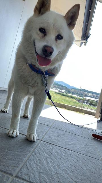 迷子犬の写真1