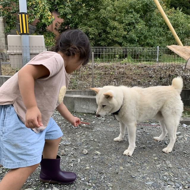 迷子犬の写真2