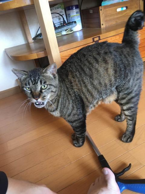 迷子猫No.1965の写真