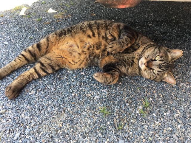 迷子猫の写真2