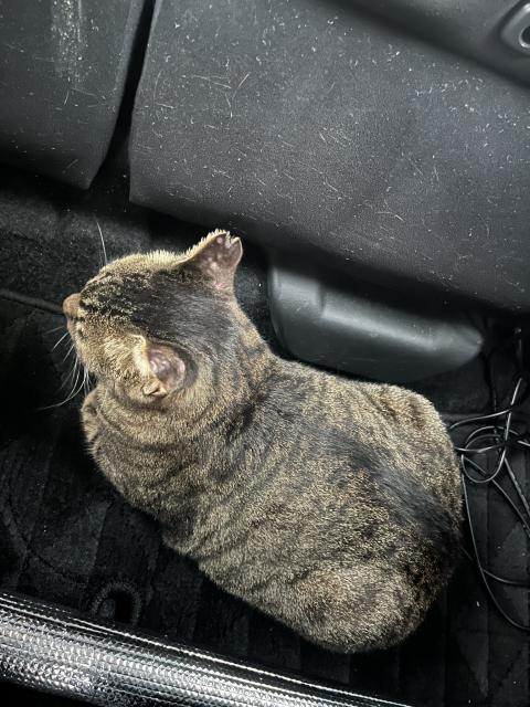 迷子猫の写真3