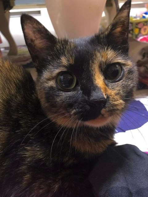 迷子猫の写真1