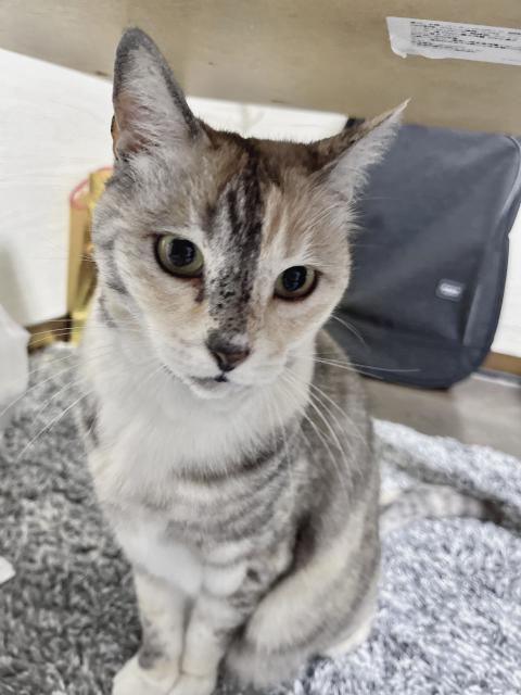 迷子猫No.2016の写真