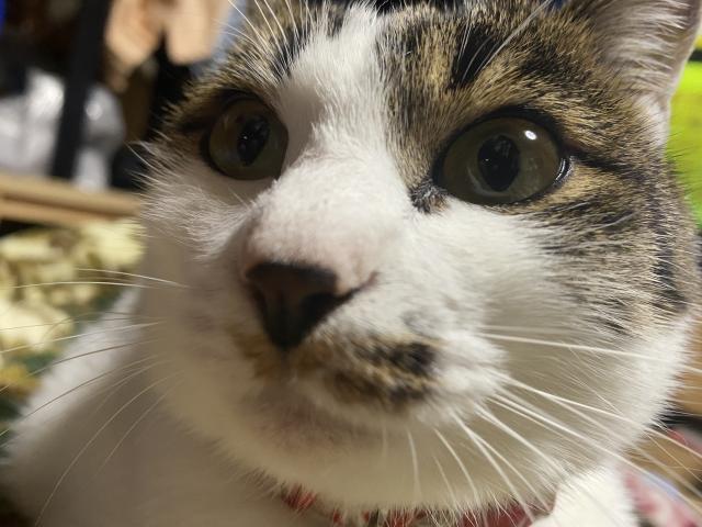 迷子猫の写真1