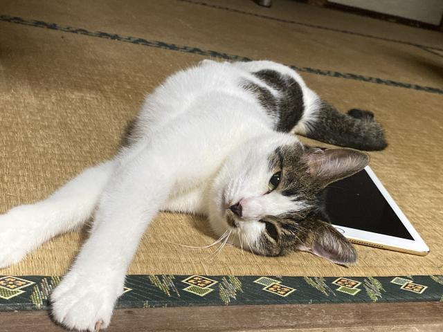 迷子猫の写真2
