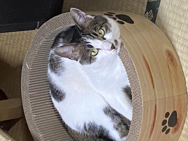 迷子猫の写真3