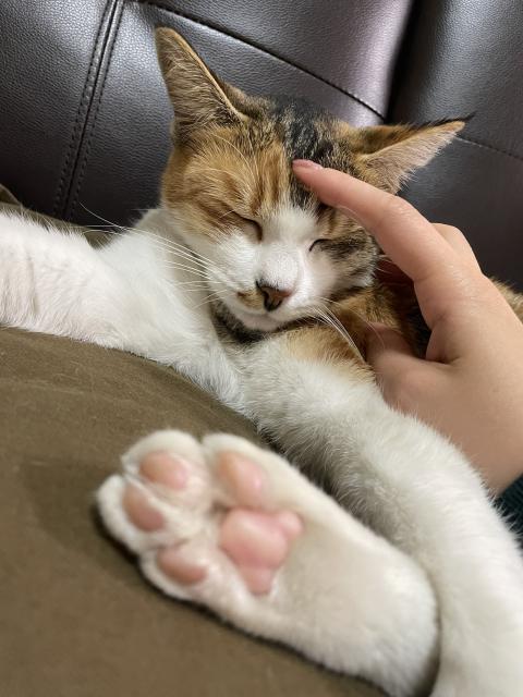 迷子猫の写真1