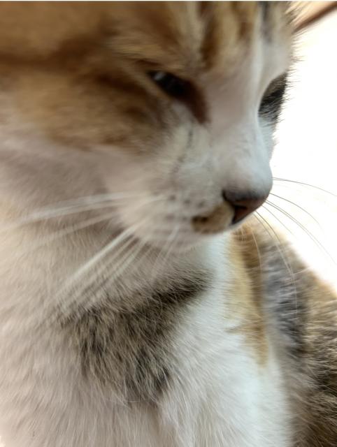 迷子猫の写真2