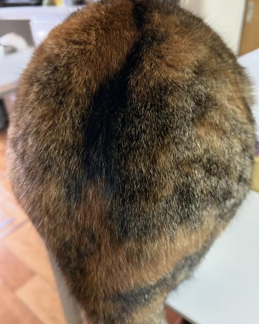 迷子猫の写真3