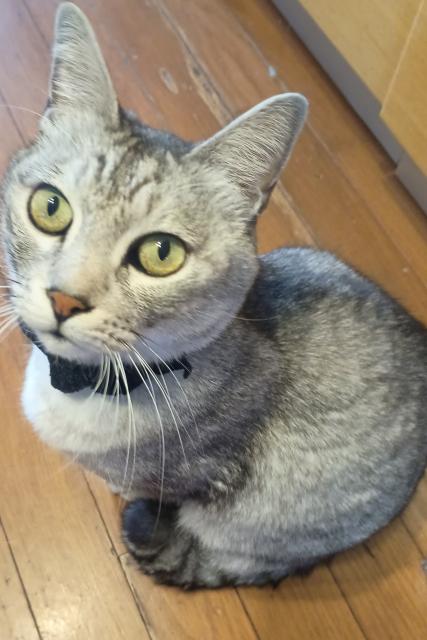 迷子猫No.2091の写真