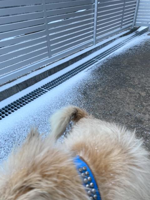 迷子犬の写真3