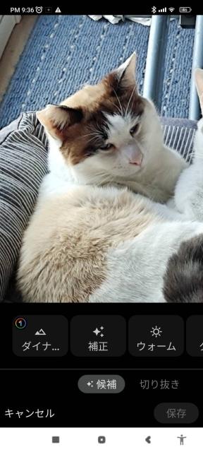 迷子猫の写真1