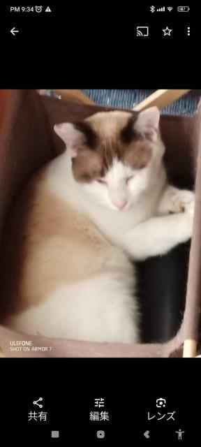 迷子猫の写真2