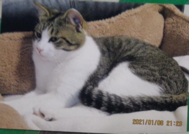 個人間譲渡猫No.0173の写真
