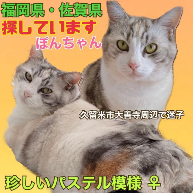 迷子猫の写真1