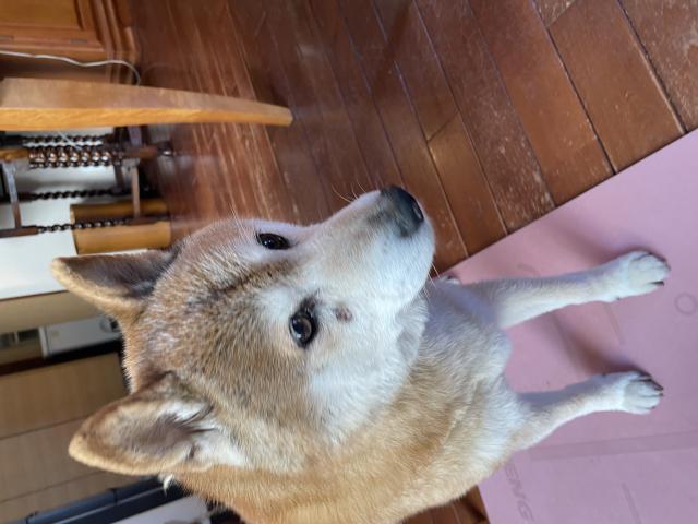 迷子犬No.0837の写真