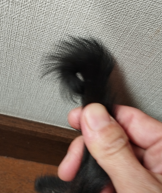 保護猫の写真2