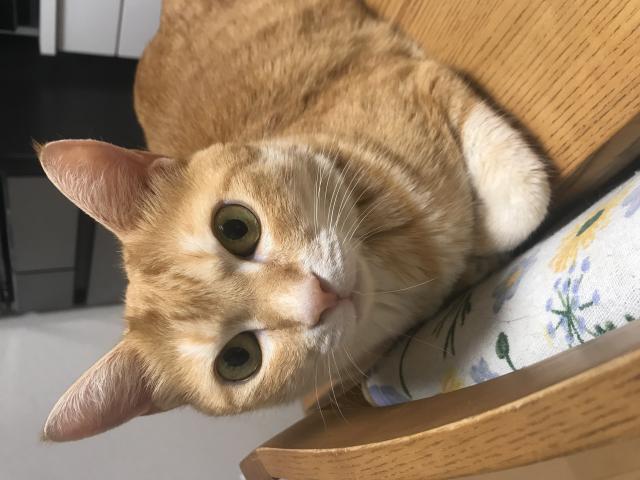 迷子猫の写真1
