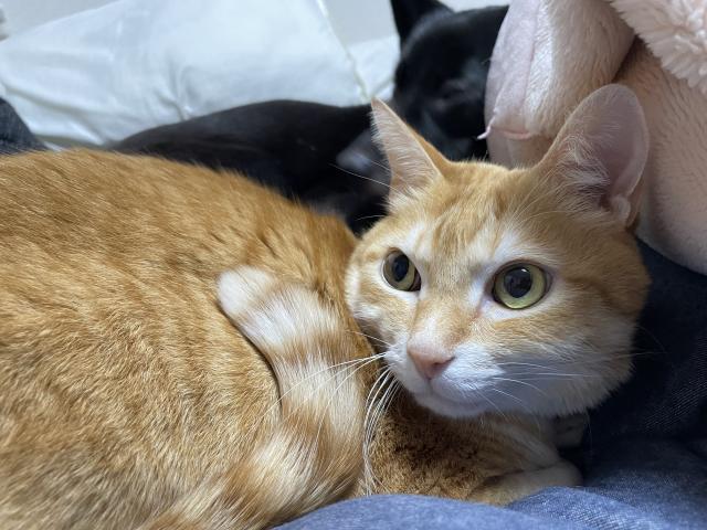 迷子猫の写真2