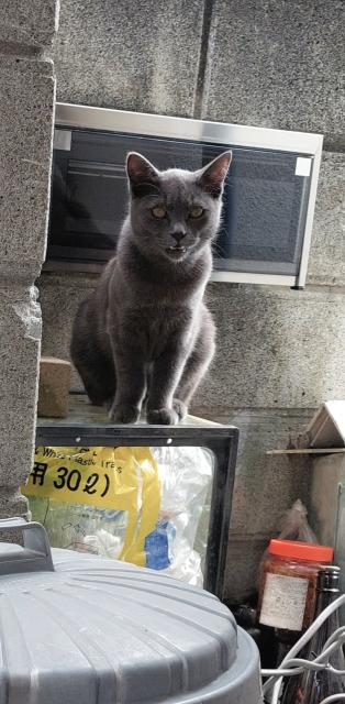 迷子猫の写真1