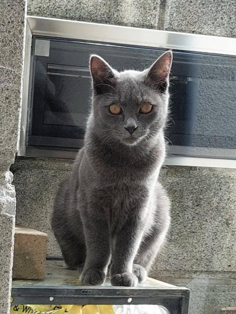 迷子猫の写真2
