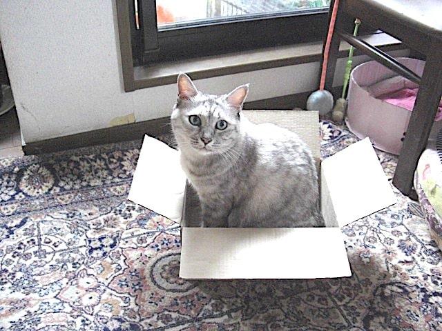 迷子猫の写真1