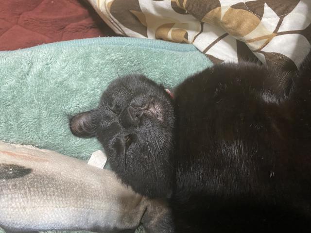 迷子猫の写真3