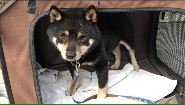 迷子犬の写真2