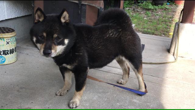 迷子犬の写真3