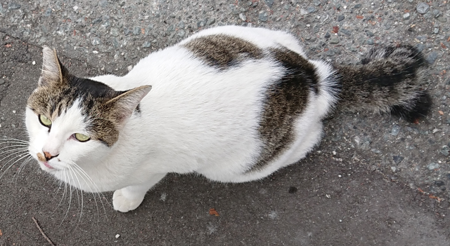 迷子猫の写真3
