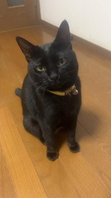 迷子猫No.2116の写真