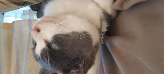 保護猫の写真1