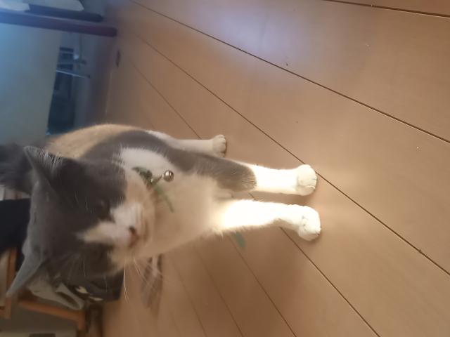 保護猫の写真2