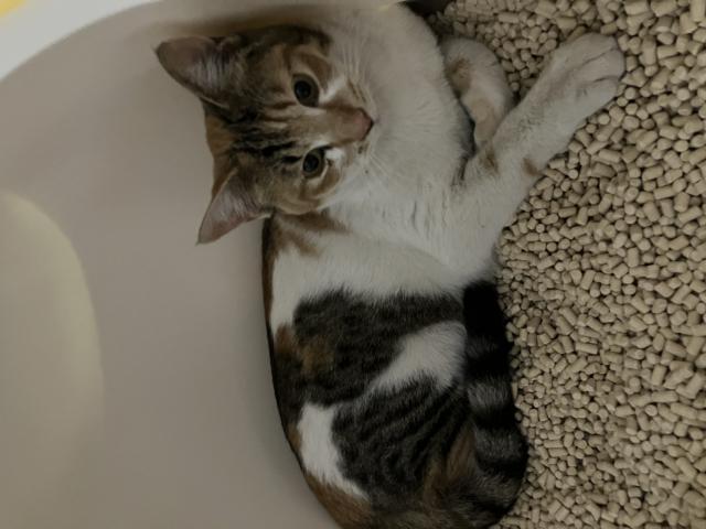 保護猫No.0408の写真