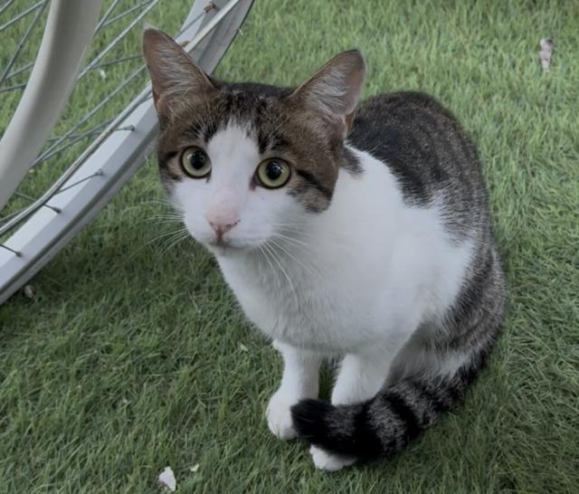 保護猫No.0359の写真