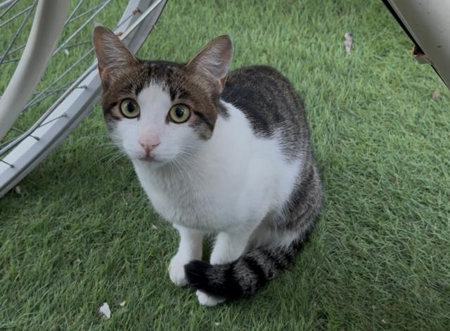保護猫の写真2