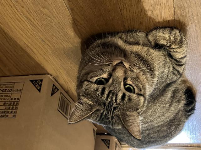 迷子猫の写真2